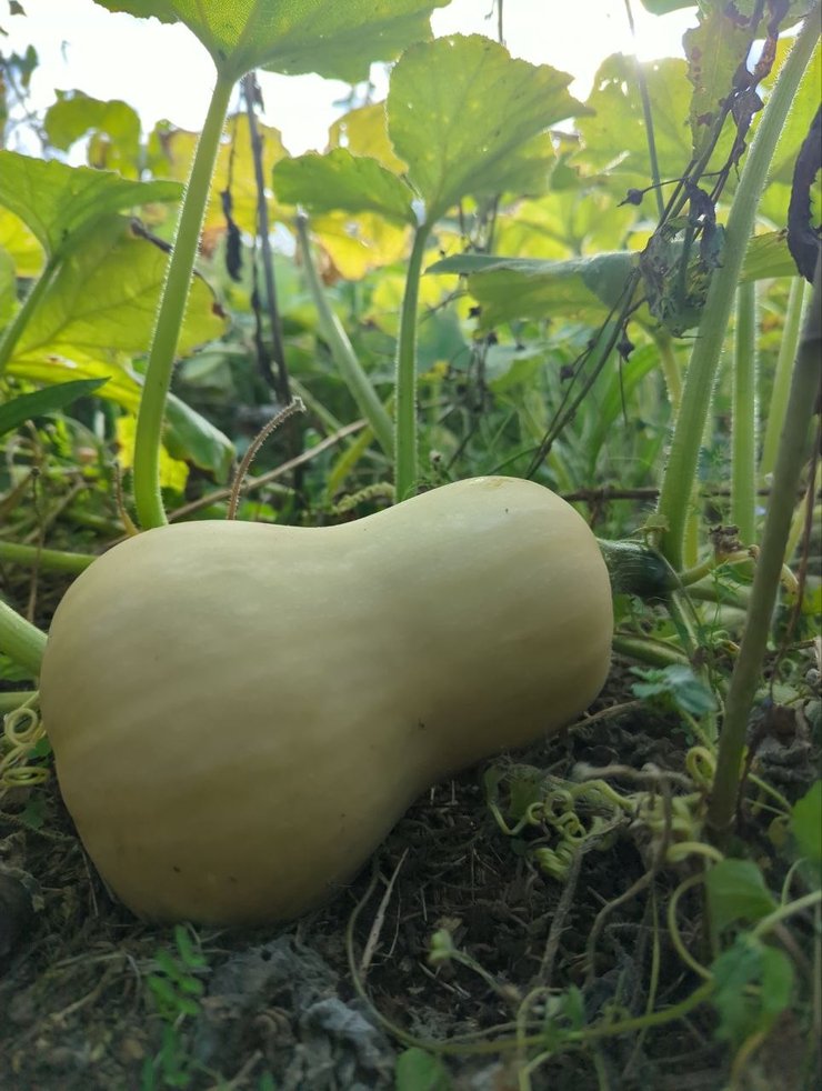 butternut2, sep.26