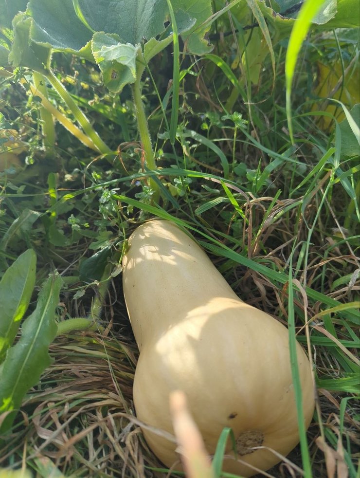 butternut,sep.26