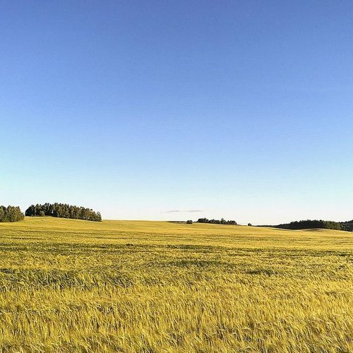 field-2518655_1280.2e16d0ba.fill-800x500.format-jpeg