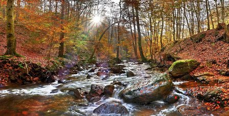 wald
